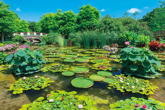 日本風景 - 草津市立水生植物公園 水之森 1000塊 (50×75cm)