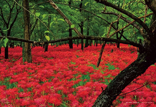 日本風景 - 埼玉縣紅色花海 300塊 (26×38cm)