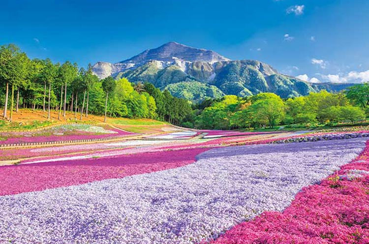 日本風景 - 春毯羊山公園 1000塊 (50×75cm)