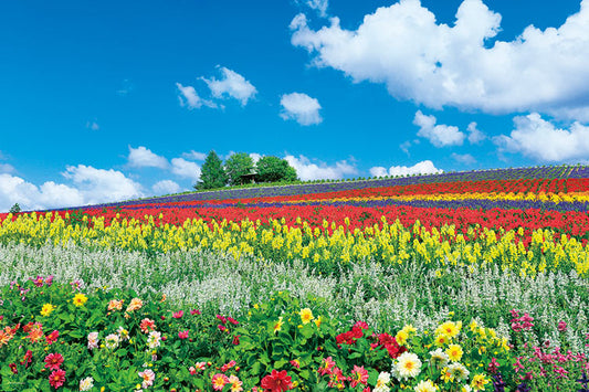 日本風景 - 富良野彩色鮮花山 1000塊 (50×75cm)