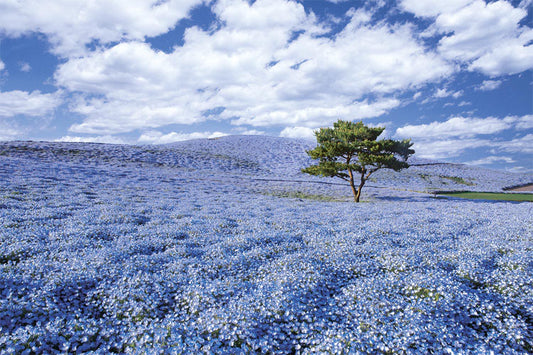 日本風景 - 茨城的紫色薰衣草 1000塊 (50×75cm)