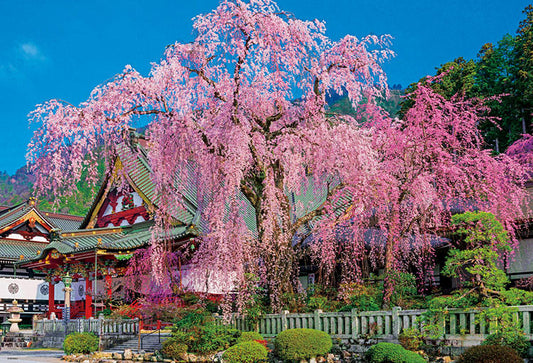 日本風景 - 櫻花盛開的久遠寺 1000塊 (49×72cm)